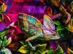 Ravensburger - Chameleon 500 Piece Family Jigsaw Puzzle