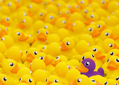 Ravensburger - Rubber Ducks (Challenge) 1000 Piece Adult's Jigsaw Puzzle