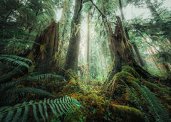 Ravensburger - Panorama, Nature Edition: In the Forest Puzzle 1000 Piece Puzzle