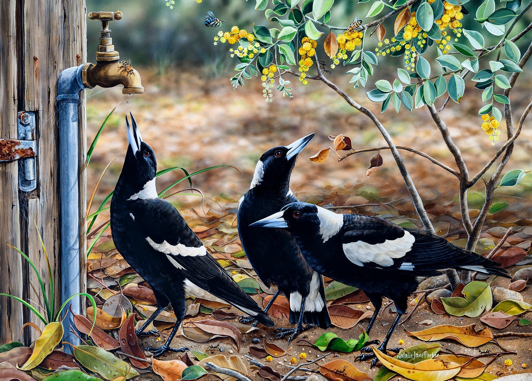 QPuzzles Waiting for My Turn Australian Magpies 1000 piece jigsaw puzzle