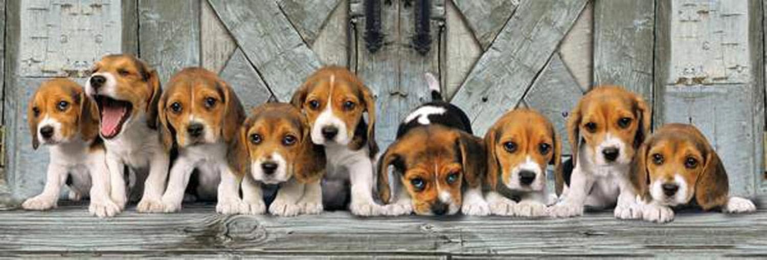 Clementoni - Beagles Panorama 1000 Piece Jigsaw Puzzle