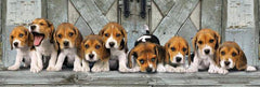 Clementoni - Beagles Panorama 1000 Piece Jigsaw Puzzle