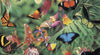 Blue Opal - Garry Fleming Butterflies & Beetles 1000 Piece Jigsaw Puzzle