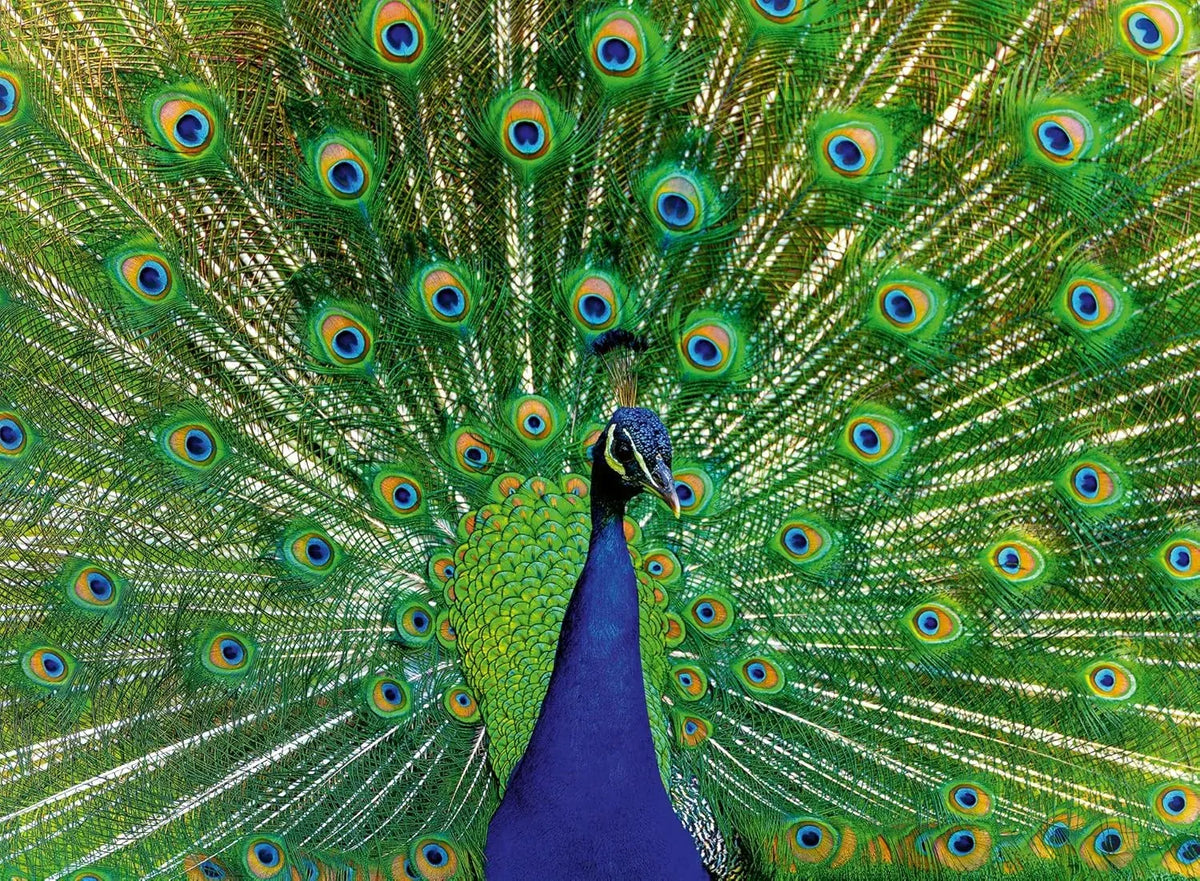 Ravensburger - Peacock  500 Piece Family Jigsaw Puzzle