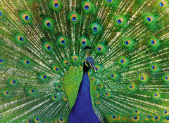 Ravensburger - Peacock  500 Piece Family Jigsaw Puzzle