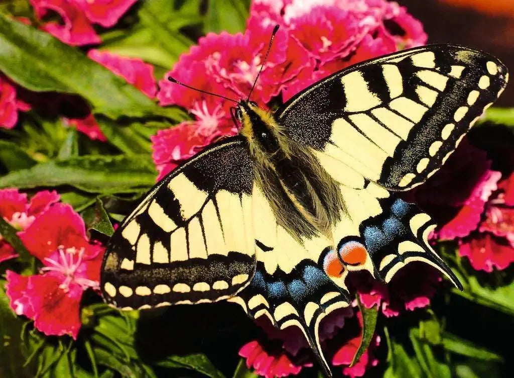 Ravensburger - Butterfly 500 Piece Puzzle
