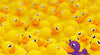Ravensburger - Rubber Ducks Challenge 1000 Piece Adult's Jigsaw Puzzle