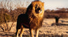 Ravensburger - Lion, King of the Animals 1500 Adult's Jigsaw Puzzle