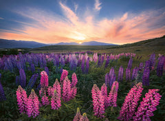 Ravensburger - Nature Edition: Lupines 500 Piece Family Jigsaw Puzzle