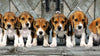 Nine beagle puppies sitting in a row on weathered timber against a pale blue barn door, the artwork of the Clementoni Beagles Panorama 1000 piece jigsaw puzzle, brought to life in a slow animated push in
