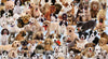 Ravensburger - Dogs Galore! Puzzle 1000 Piece Puzzle