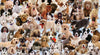 Ravensburger - Dogs Galore! Puzzle 1000 Piece Puzzle