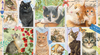 Jumbo - Francien van Westering: Cat Stamps 1000 Piece Jigsaw Puzzle