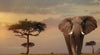 Ravensburger - Nature Edition No13: Elephant of the Massai Mara 1000 Piece Adult's Jigsaw Puzzle