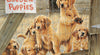 Cobble Hill - Golden Puppies 500 Piece Jigsaw Puzzle