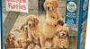 Cobble Hill - Golden Puppies 500 Piece Jigsaw Puzzle