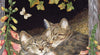 Cobble Hill - Sisters 500 Piece Jigsaw Puzzle