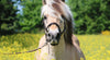 Ravensburger - White Horse 500 Piece Family Jigsaw Puzzle