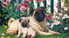 Cobble Hill - Pug Family 1000 Piece Jigsaw Puzzle