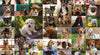 Funbox - Dogs, Dogs, Dogs 1000 Piece Jigsaw Puzzle