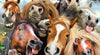 Ravensburger - Horsing Around 500 Piece Family Jigsaw Puzzle