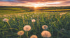 Ravensburger - Nature Edition No 20: Dandelions at Sunset 500 Piece Family Jigsaw Puzzle